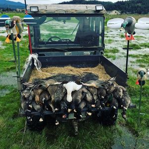 Meet your Posher, Dylan